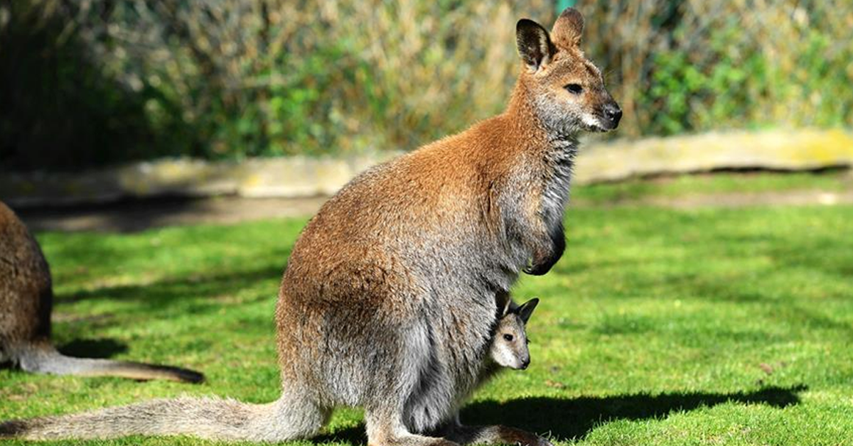 eng-research-kangaroos-behaviorปก