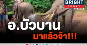 ความน่ารักเจ้าพลายบัวบาน
