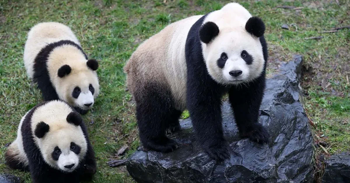 giant-panda-in-belgiumปก
