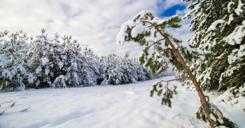belarus-winter-snowปก