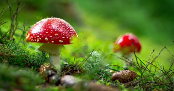 dream-mushroom