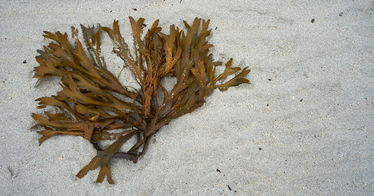 dream-seaweed
