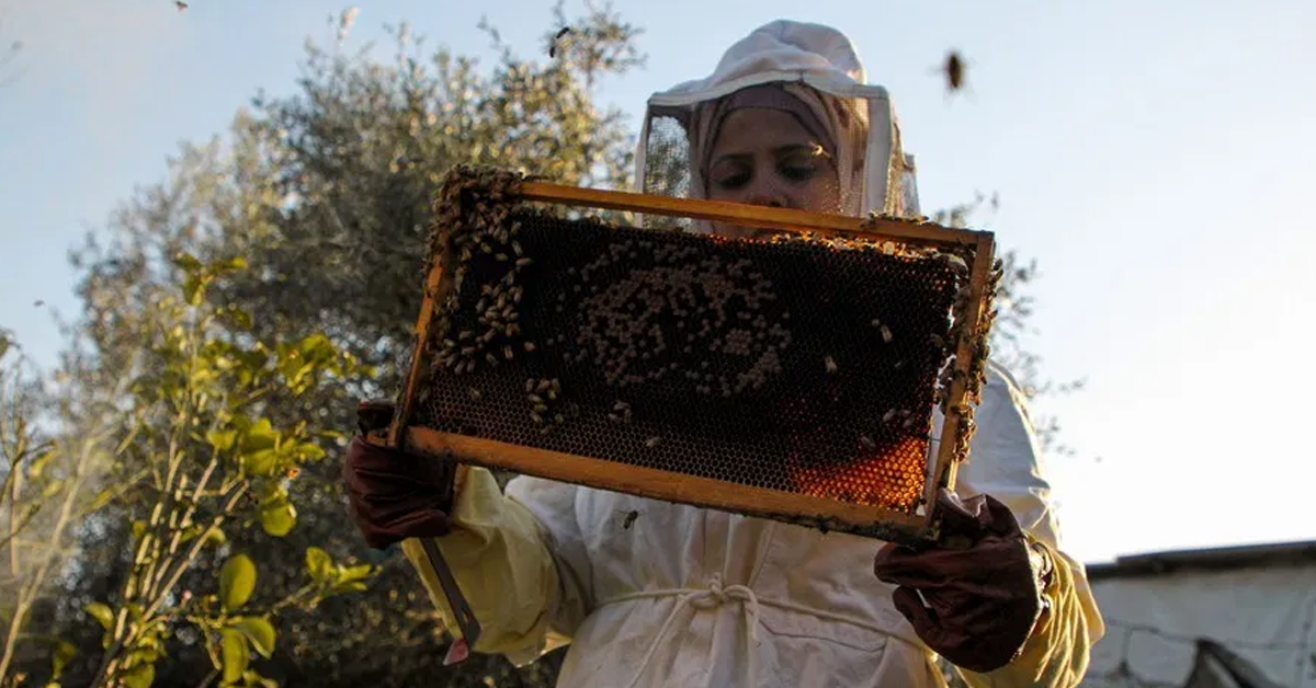 gaza-strip-honey-beeปก