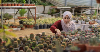 palestine-cactusปก
