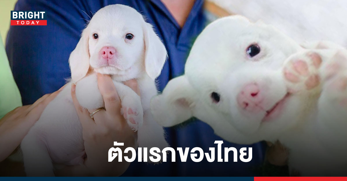 สุดน่ารัก “น้องหมอก” กับ “น้องเมฆ” ลูกสุนัข บีเกิลเผือก ตัวแรกของประเทศไทย