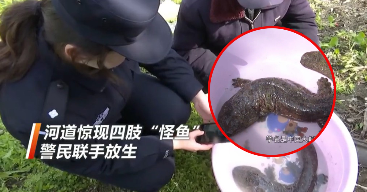 china-chinese-giant-salamanderปก