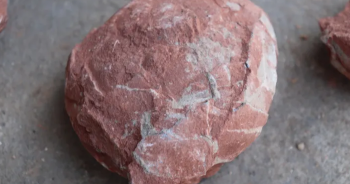 china-dinosaur-egg-fossilปก