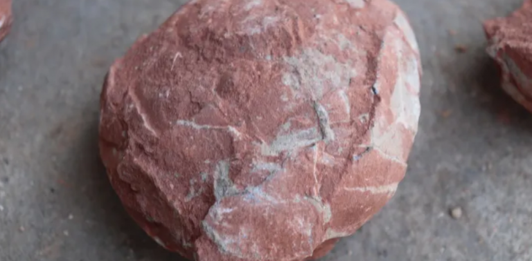 china-dinosaur-egg-fossilปก