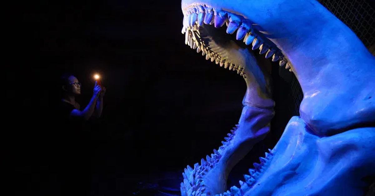 china-megalodon-fossilปก