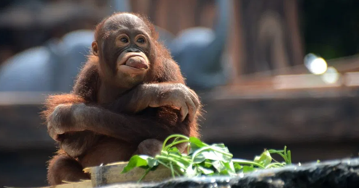 indonesia-sumatran-orangutanปก