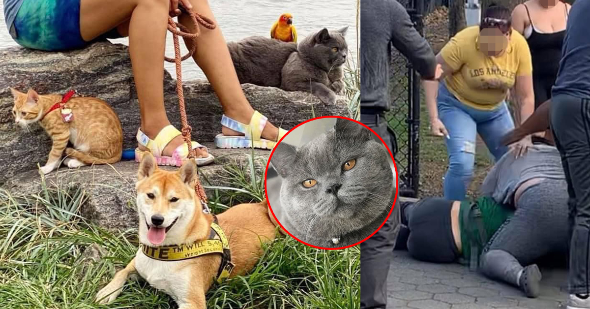 หญิงไทย พาสัตว์เลี้ยงไปเดินเล่นในสวน นิวยอร์ก แต่แมวกลับถูกเด็กทำร้ายจนตาย