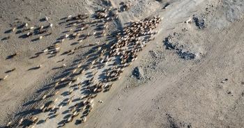 xinjiang-sheep-migrationปก
