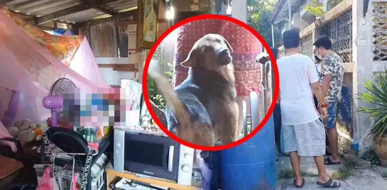 สุนัขฟื้นคืนชีพ
