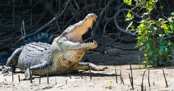 australia-crocodile-attackingปก