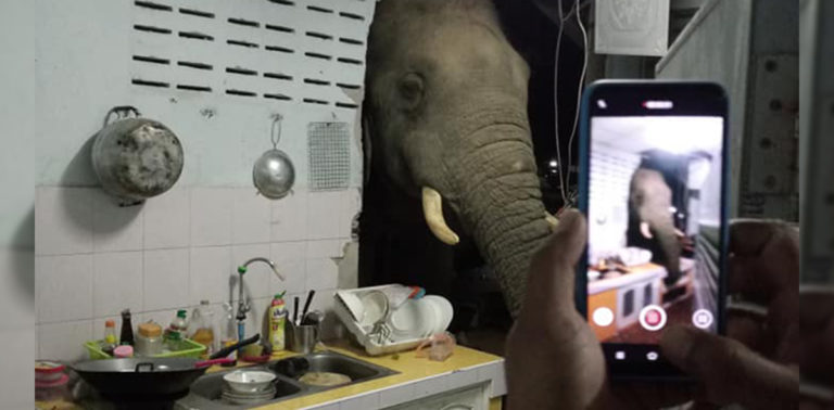 ช้างบุกทะลุกำแพงห้องครัว