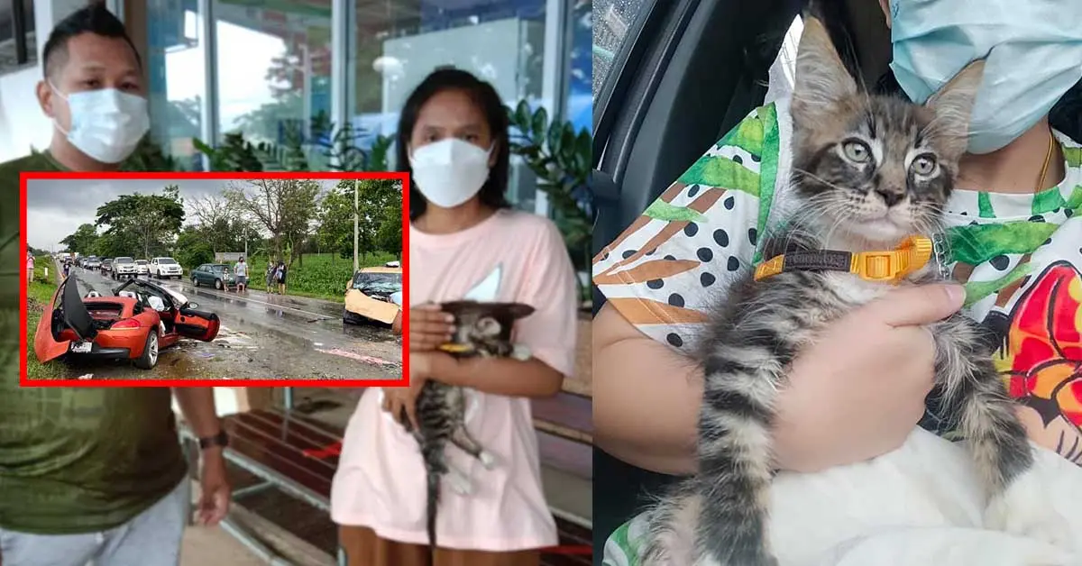 น้องแมวผู้รอดชีวิตจากBMW