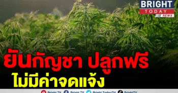 กัญชา