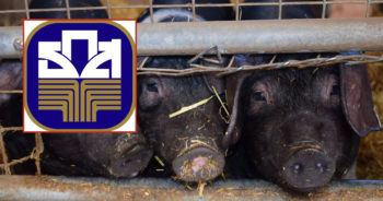 เนื้อหมูแพง