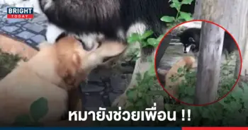 สุนัข ช่วยเพื่อนตกน้ำ