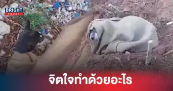สุนัขถูกจับยัดกระสอบ