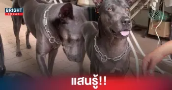 เจ้าขนุน สุนัขแสนรู้