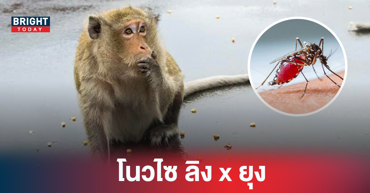 ไข้มาลาเรียสายพันธุ์ “โนวไซ” ยุงกัดลิงแล้วลิงมากัดคน ส่งต่อเชื้อ พบแล้ว 70 ราย ยุงห้ามไต่ลิงก็ห้ามกัด!