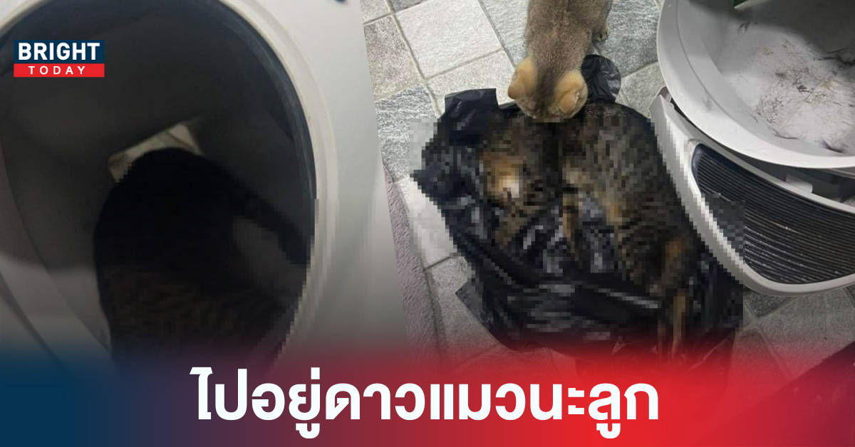 อุทาหรณ์! ห้องน้ำแมวอัตโนมัติ เซนเซอร์มีปัญหา หนีบคอน้อง เสียชีวิต