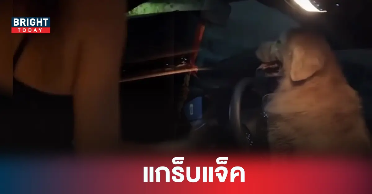 สุนัข โชว์เฟอร์ขับรถ