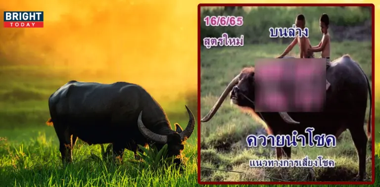 หวยควายนำโชค