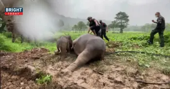 ลูกช้างตกท่อ แม่ช้างหยุดหายใจ