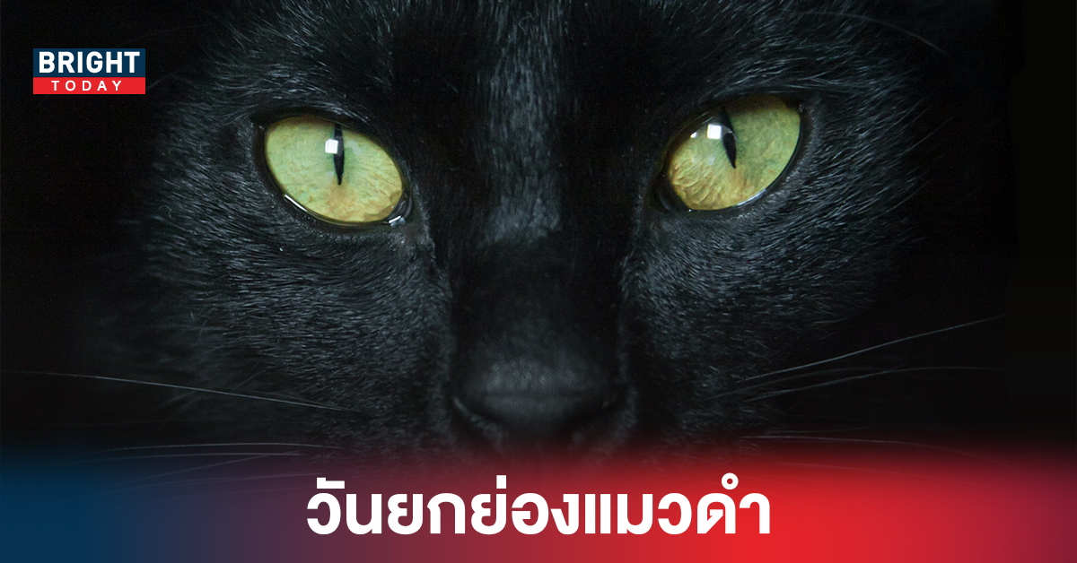 เปิดความเชื่อ “แมวดำ นำโชค” หลังถูกตราหน้าเป็นสัญลักษณ์ความโชคร้าย
