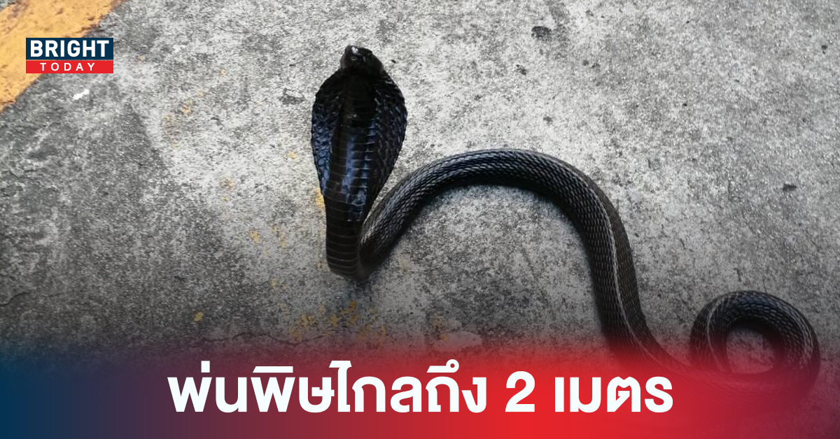 งูเห่าดำพ่นพิษ ของใคร? สัตว์หายาก โผล่กลางกรุง พิษแรงกว่างูเห่าปกติ