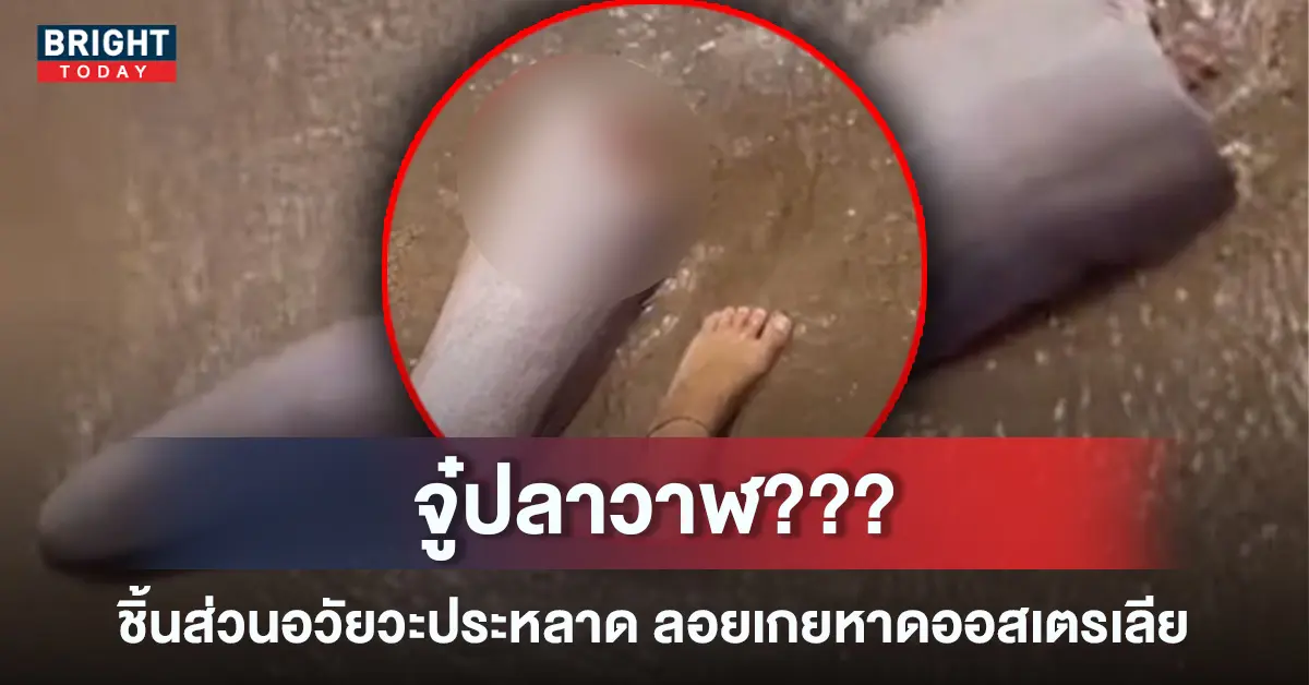 5ปลาวาฬ