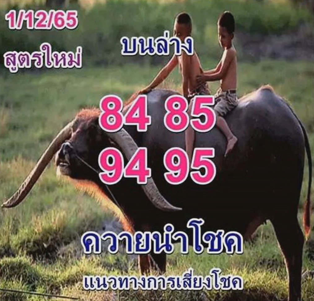 หวยควายนำโชค-1-12-65-เลขเด็ดงวดนี้-หวยรัฐบาลไทย