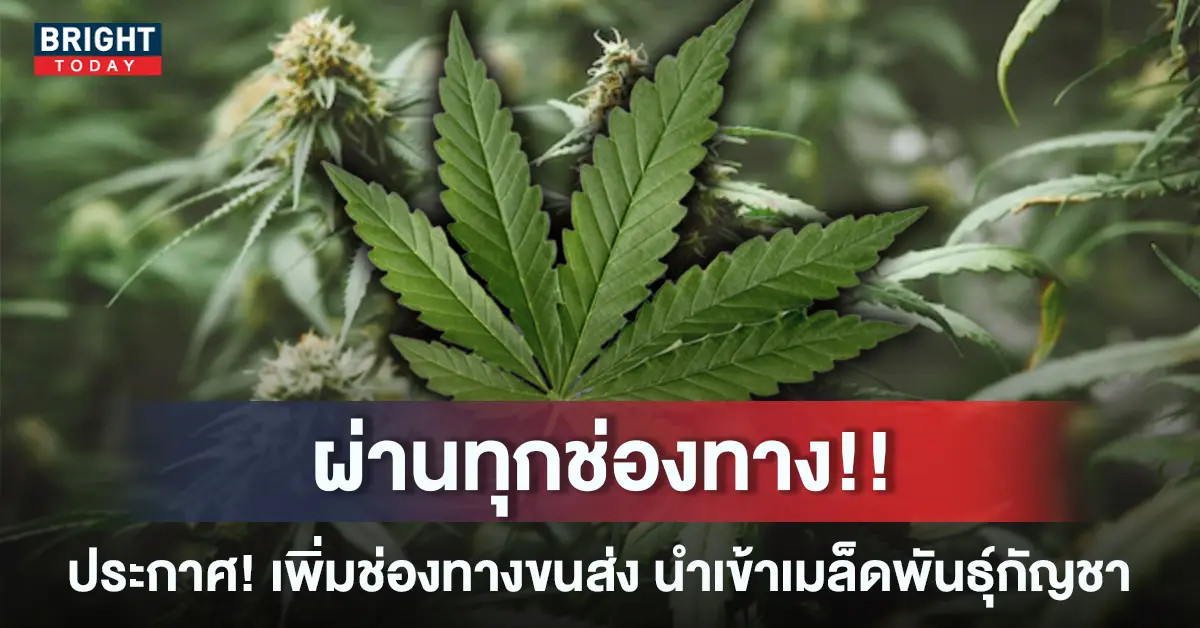 3นำเข้ากัญชา