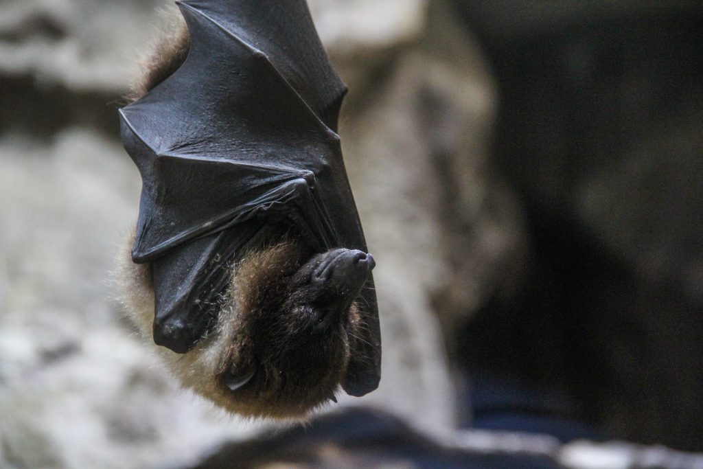 closeup-shot-sleeping-bat-wrapped-its-wings