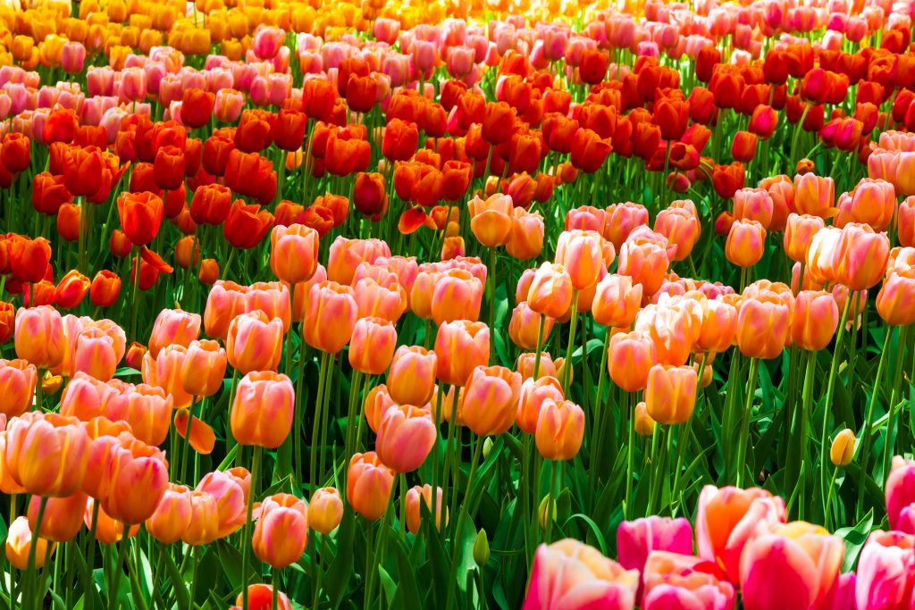 tulip-field-keukenhof-gardens-lisse-netherlands