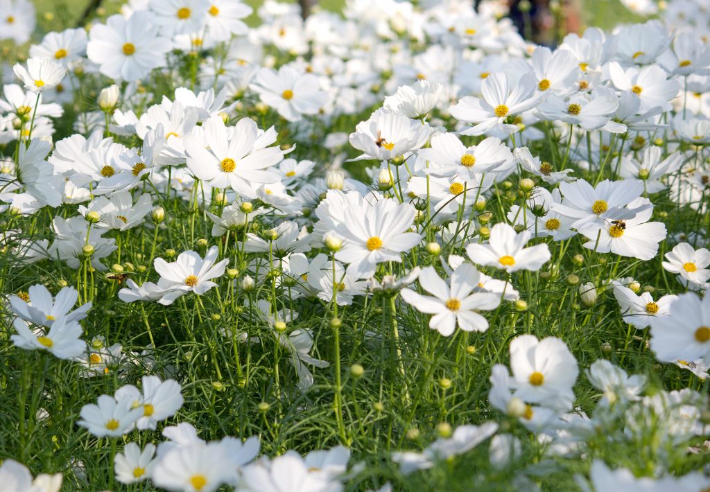 white-cosmos-flowers