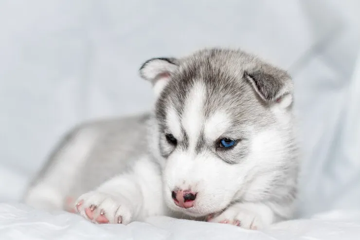 cute-siberian-husky-puppy-sittin