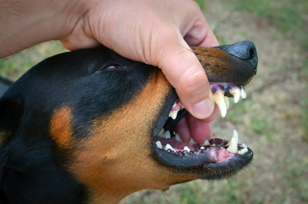 vicious-dog-showing-teeth-biting-hand