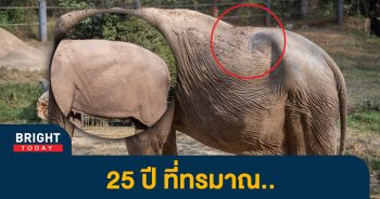 -ช้างไทย