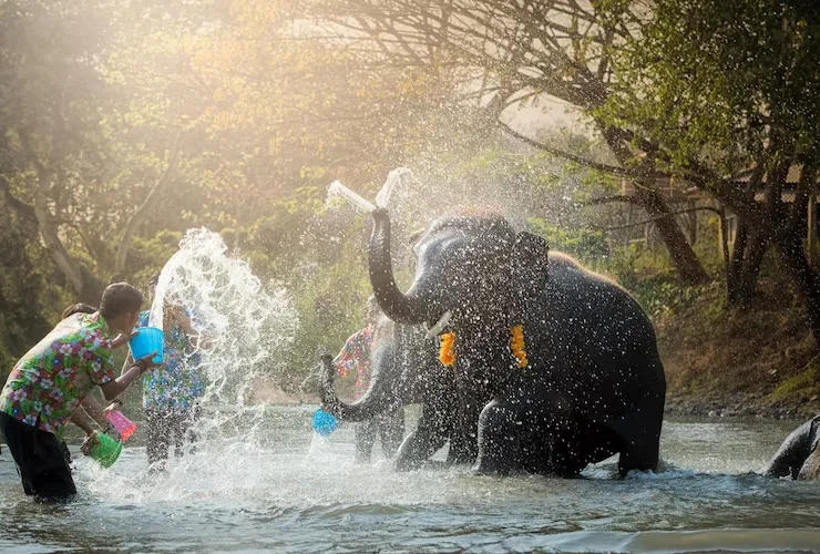 chiang-mai-elephants-thailand-pl