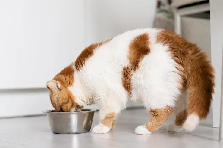 cute-cat-eating-food-from-bowl 2