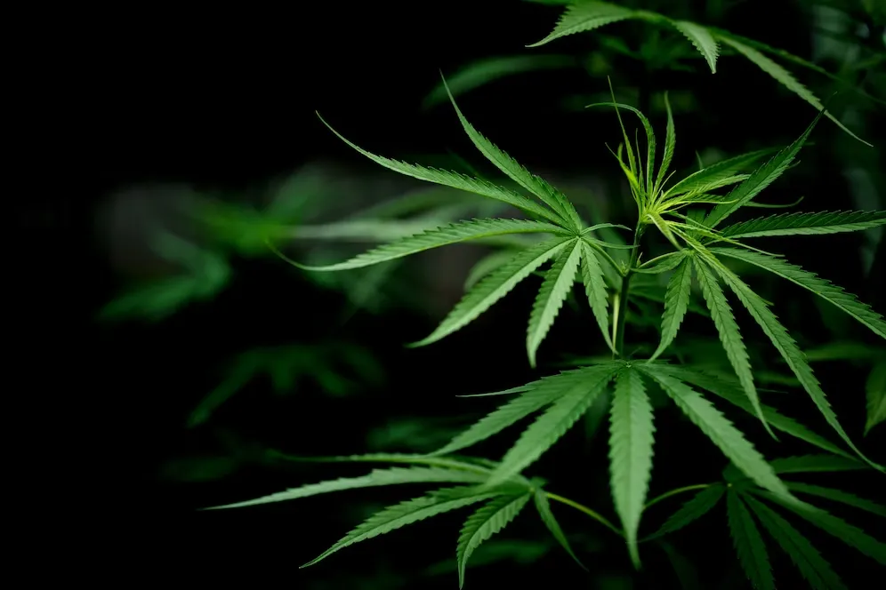 cannabis-marijuana-leaf-closeup