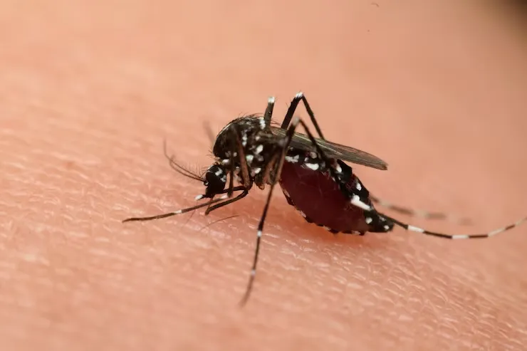 macro-mosquito-sucking-blood-clo