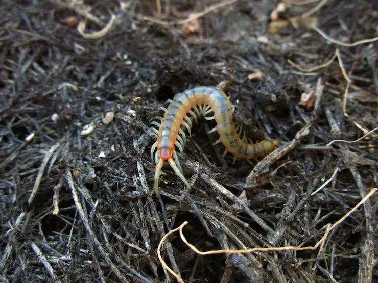 yellow-banded-centipede-crawling