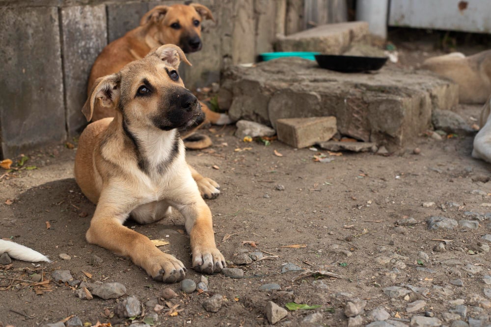 gang-stray-dogs-homeless-animal-problem-min