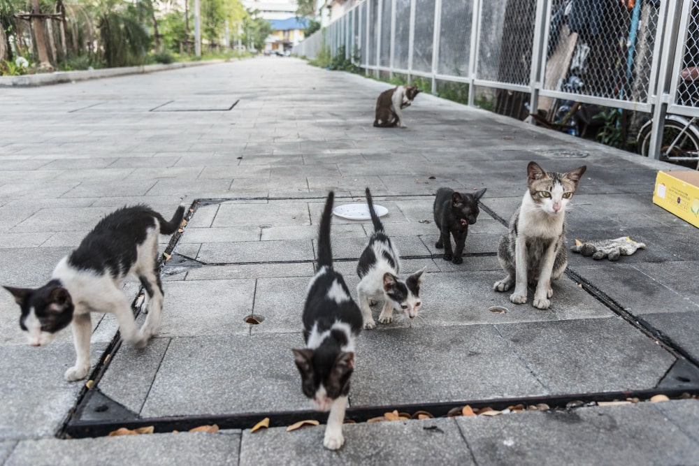 group-cute-street-cats-kittens-min