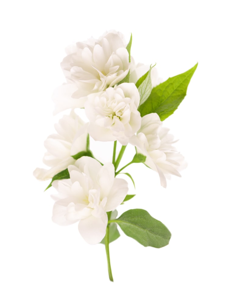 jasmine-flowers-isolated-white-min
