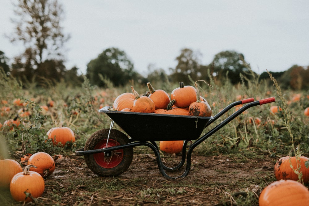 halloween-pumpkins-wheelbarrow-dark-autumn-mood-min